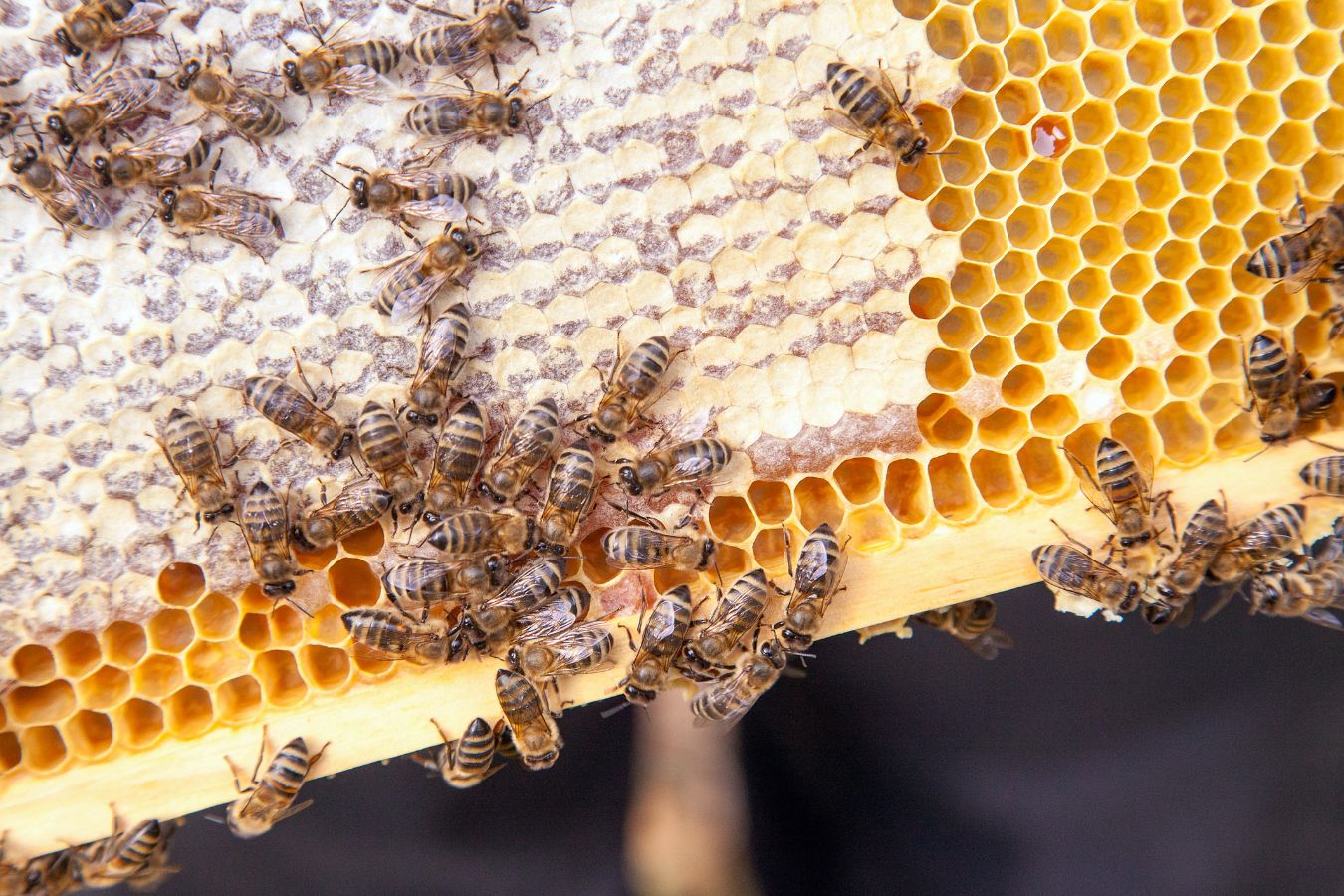 West Covina bee removal service