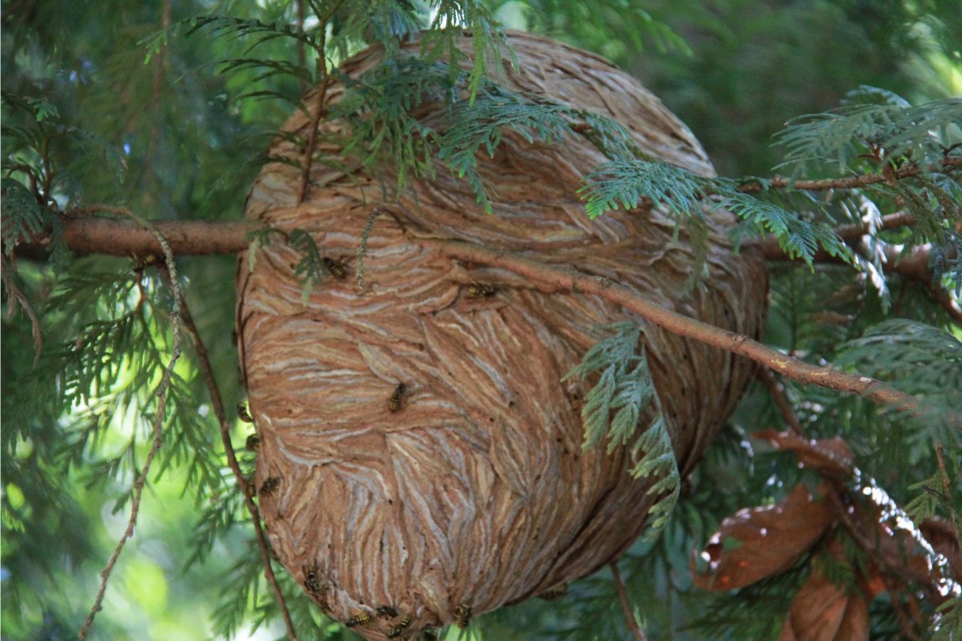 Bee relocation service in West Covina