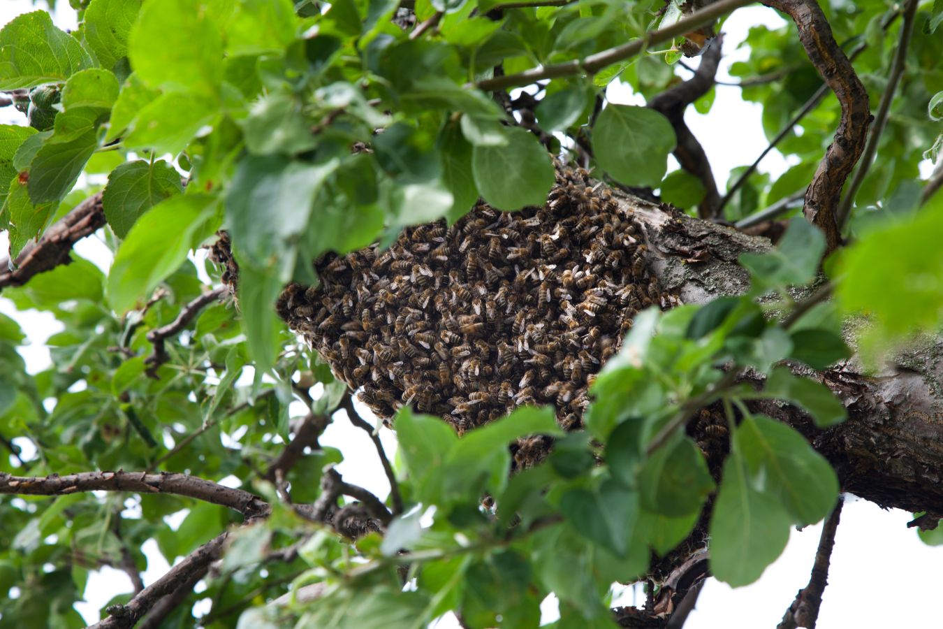 West Covina bee removal mission